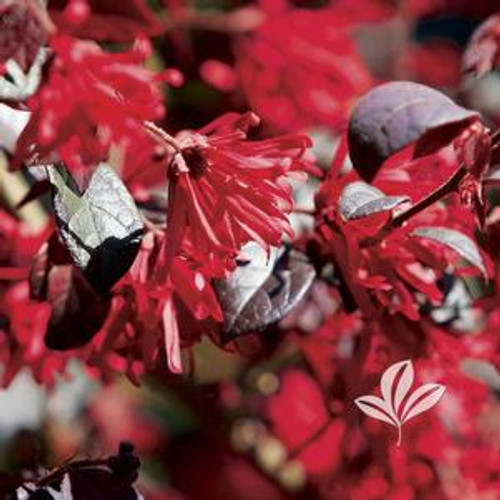 Loropetalum Ever Red®  #3