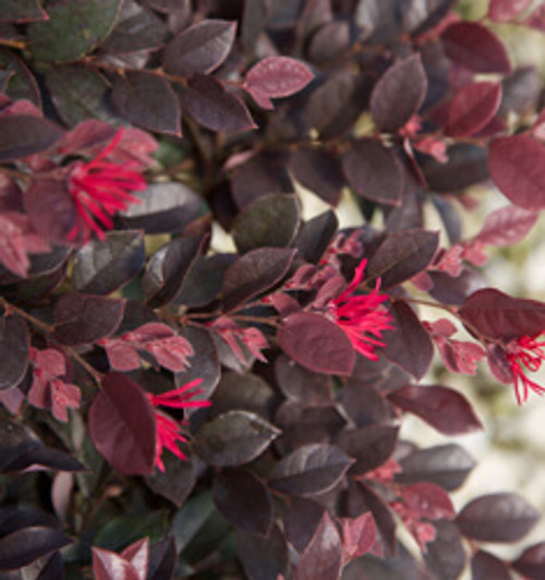 Loropetalum Purple Daydream®