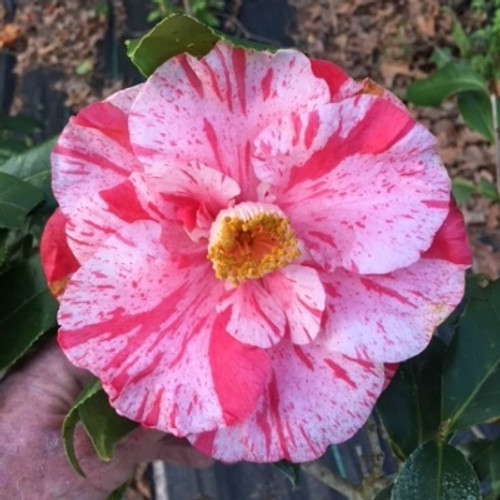 Camellia TRICOLOR SUERBA  #3