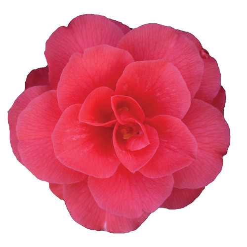 Camellia CHRISTMAS BEAUTY  #3