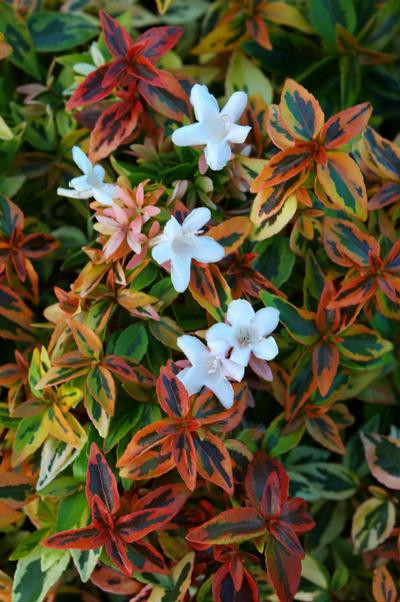 ABELIA KALEIDOSCOPE #1