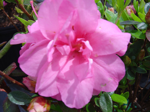 AZALEA ROSEBUD #1