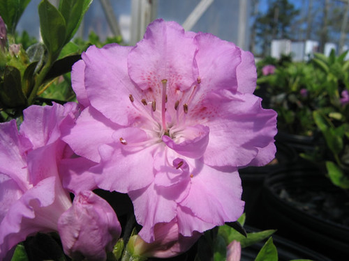 AZALEA ELSIE LEE #1