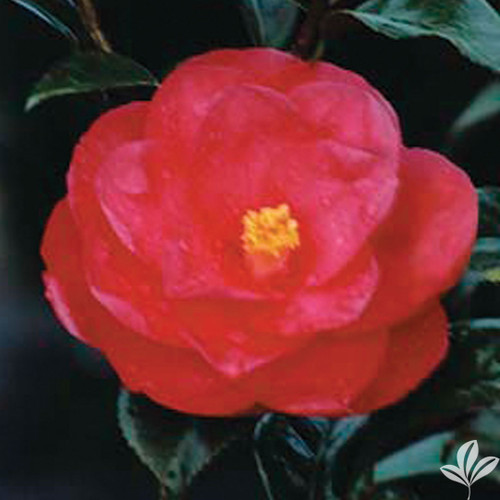Bright red, medium size, semi-double camellia flower