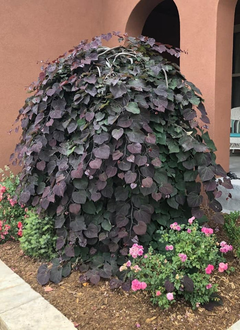 Redbud 'Ruby Falls'  #5