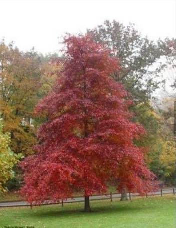 Blackgum ' WILDFIRE' #15