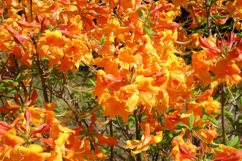 AZALEA NATIVE GOLDSTRIKE #3