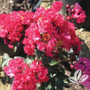 CRAPEMYRTLE DOUBLE DYNAMITE #5