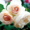 ROSE EDEN CLIMBER WHITE #5