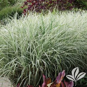 Grass Japanese Forest #1 - Cofer's Home & Garden