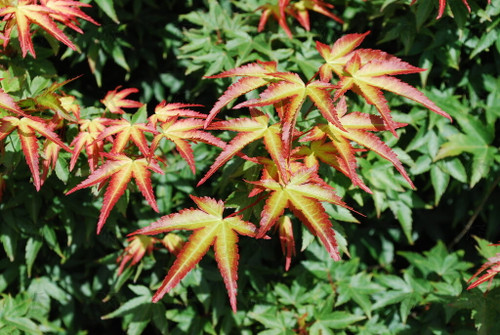 Japanese maple ' KIYOHIME ' #1