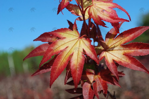 Japanese maple  'TSUMA GAKI'  #3