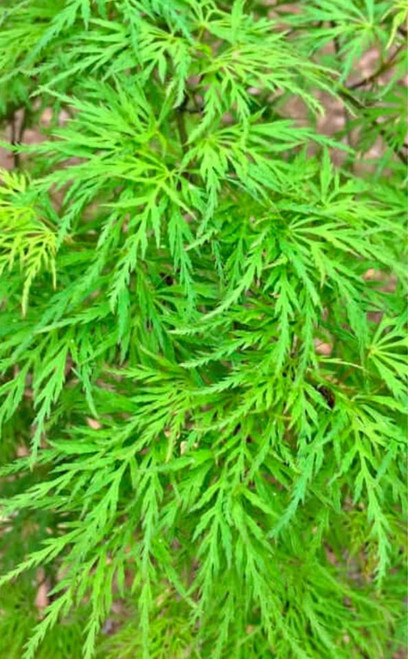 Japanese maple  'EMERALD LACE'  #7