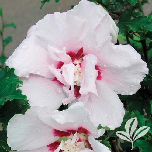 ALTHEA DOUBLE PINK #1