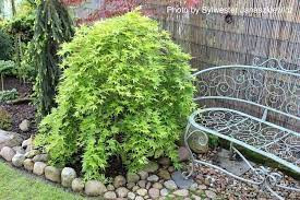 Japanese Maple 'Ryusen' 3 Gallon - Cofer's Home & Garden