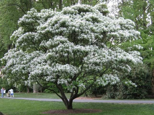 CHINESE FRINGE  TREE #1