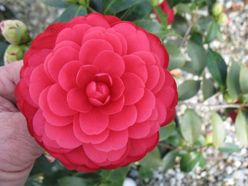 Camellia SPRING FLING #3
