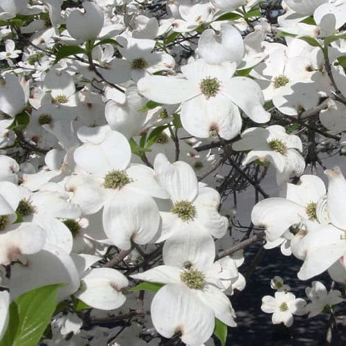 DOGWOOD SUPER PRINCESS #3