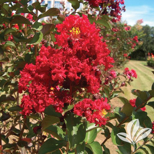 CRAPEMYRTLE DYNAMITE #1