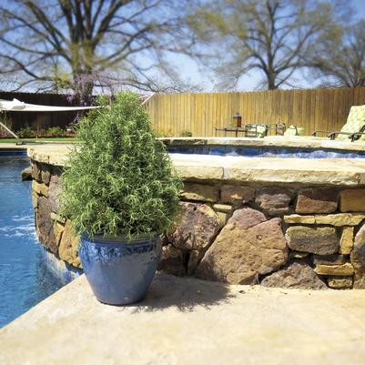 ROSEMARY CONE #1 (5027)