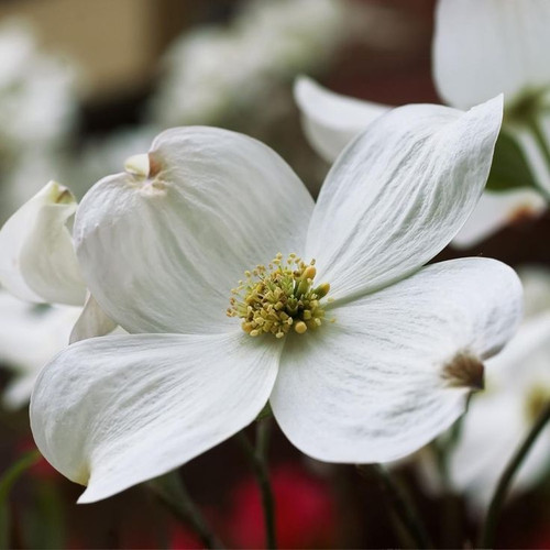 DOGWOOD CLOUD NINE #15
