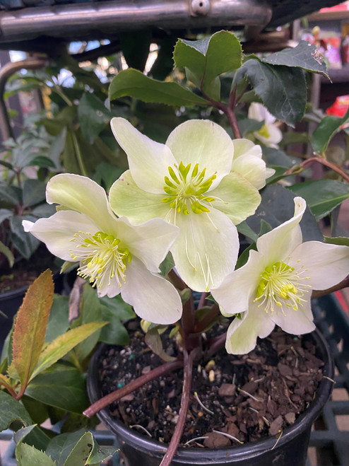 HELLEBORUS 29.99