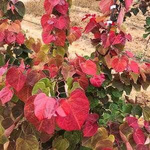 Redbud  Hearts A'fire™  #15