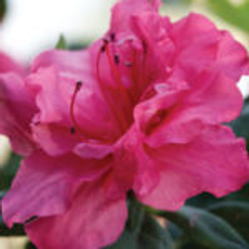Rose-pink, semi-double azalea bloom