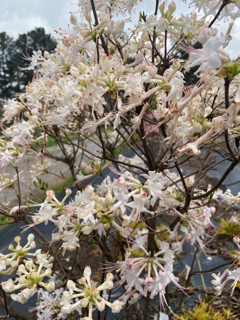 AZALEA NATIVE PETE MCNEES #3