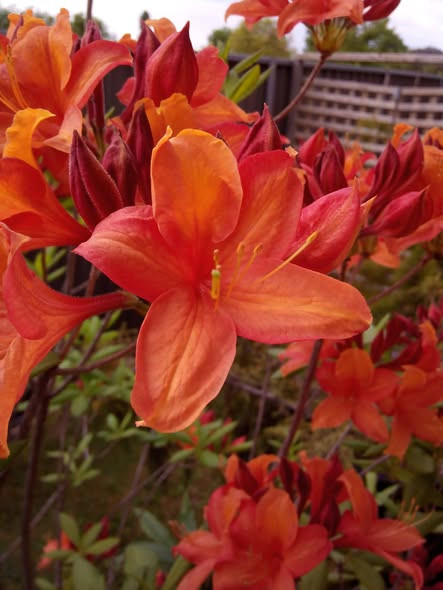 AZALEA NATIVE GOLDEN EAGLE #3