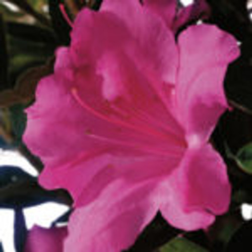 Fuchsia-purple, single form azalea bloom