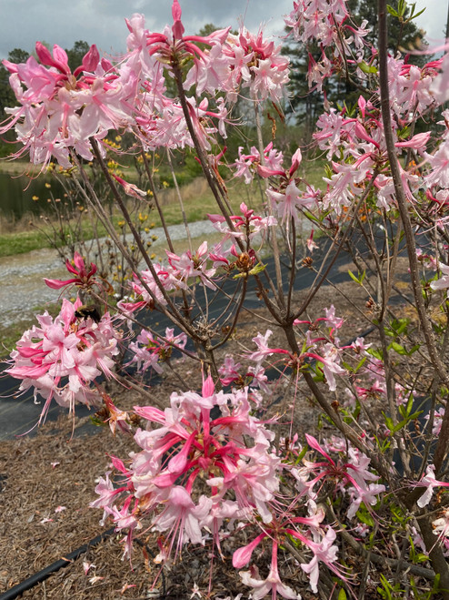 AZALEA NATIVE SPRING SENSAT #7