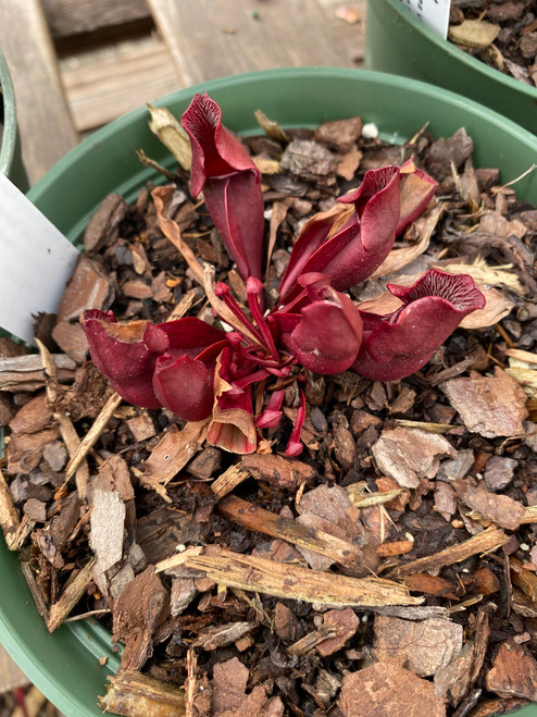 SARRACENIA PURP VENOSA 6''