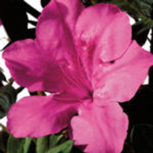 Dark pink, single form azalea bloom