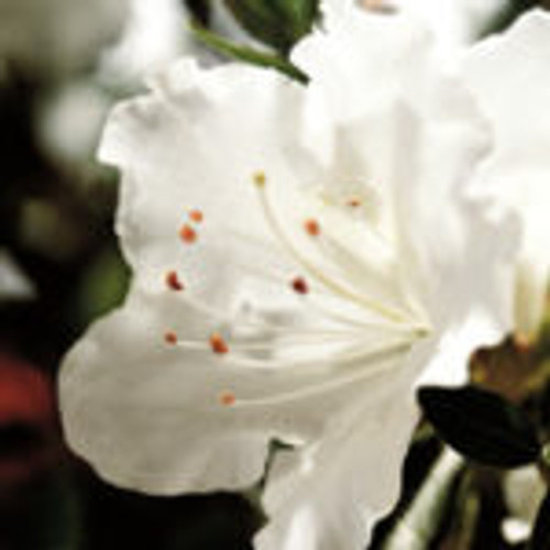 Pure white, single form azalea bloom