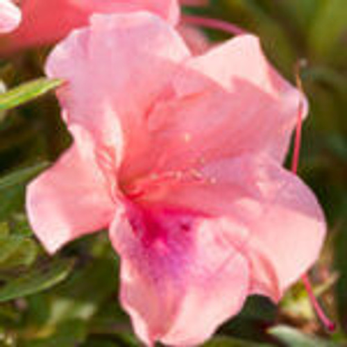 Coral pink, single form azalea blooms