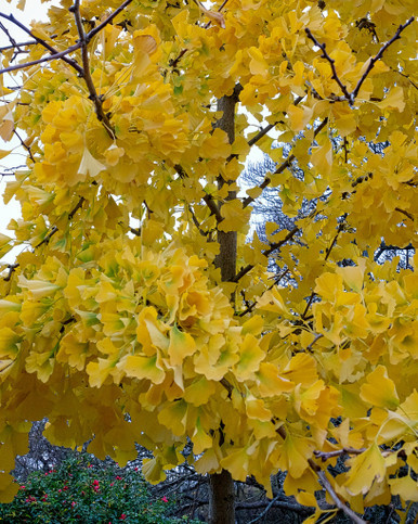 GINKGO PRINCETON SENTRY #5