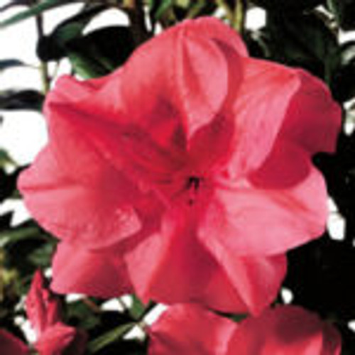 Hibiscus 'Confederate Rose' 3 Gallon - Cofer's Home & Garden