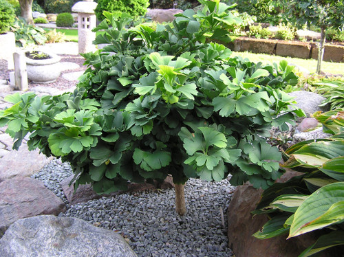 GINKGO TROLL tree form #3
