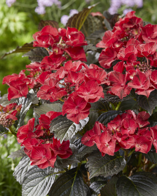 Hydrangea Tuxedo® Black Tie #2