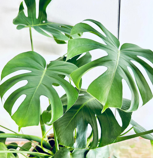 PHILODENDRON MONSTERA