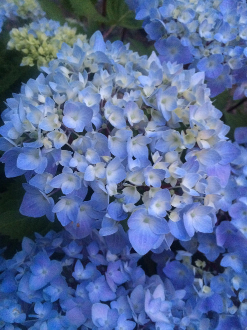 Hydrangea  Blue Enchantress® #2