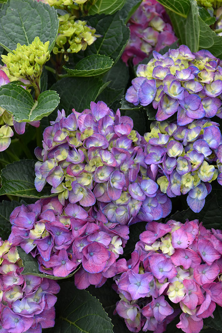 Hydrangea Seaside Serenade® Newport #3