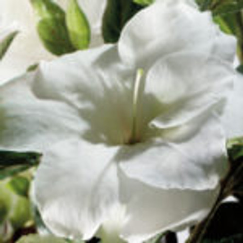 Pure white, semi-double azalea bloom