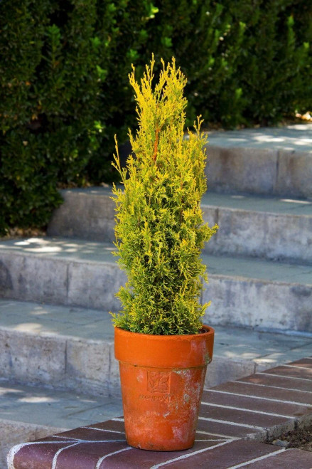 Italian Cypress SWANE'S GOLDEN #7