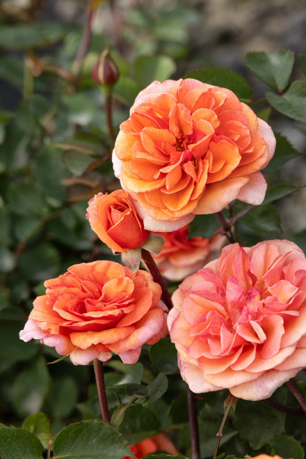 Rose Eau De Parfum® Bliss  #2