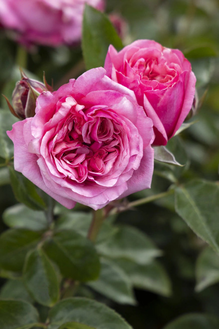 ROSE Eau De Parfum®  #2