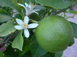 CITRUS LIME #1