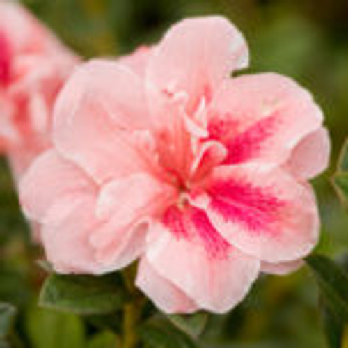 Pale-pink, semi-double form azalea blooms with magenta speckles