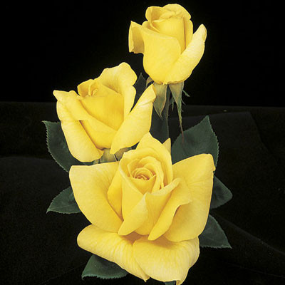 ROSE OREGOLD HYBRID TEA #2